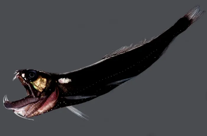Framed Print : Deep-sea Dragonfish