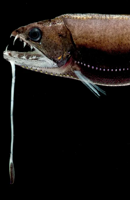 Framed Print : Deep Sea Dragonfish Framed Print : Deep Sea Dragonfish