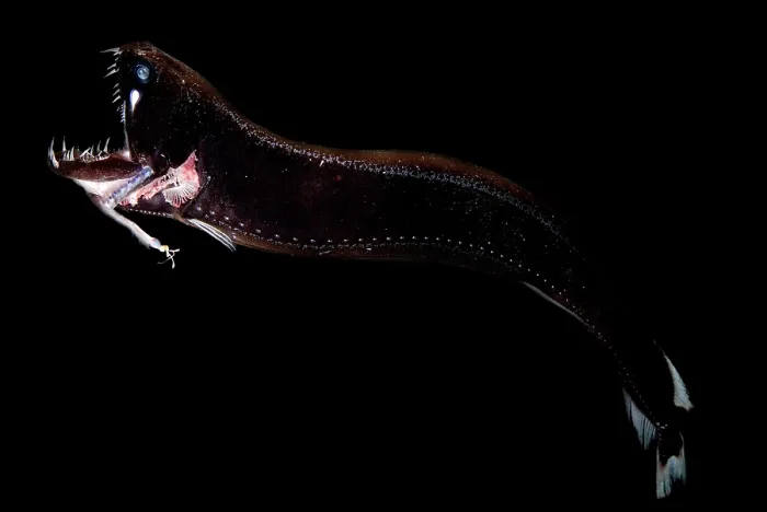 Framed Print : Deep-Sea Dragonfish Framed Print : Deep-Sea Dragonfish
