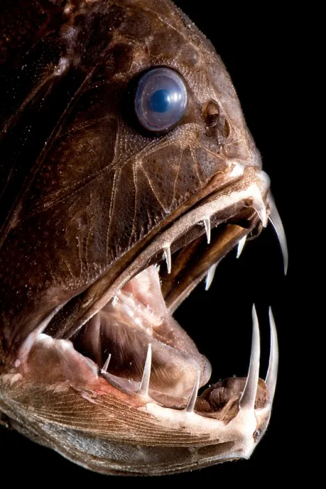Framed Print : Deep Sea Fangtooth