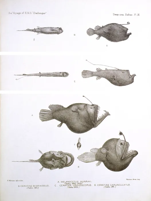 Framed Print : Deep Sea Fishes Framed Print : Deep Sea Fishes