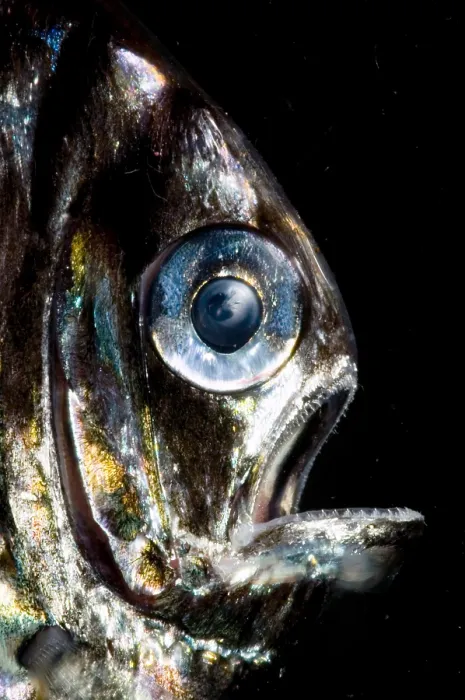 Framed Print : Deep Sea Hatchetfish Framed Print : Deep Sea Hatchetfish