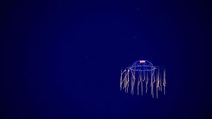 Framed Print : Deep-sea Jellyfish Framed Print : Deep-sea Jellyfish