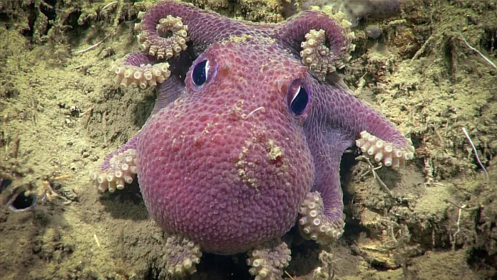 Framed Print : Deep Sea Octopus (Bathypolypus bairdii) Framed Print : Deep Sea Octopus (Bathypolypus bairdii)
