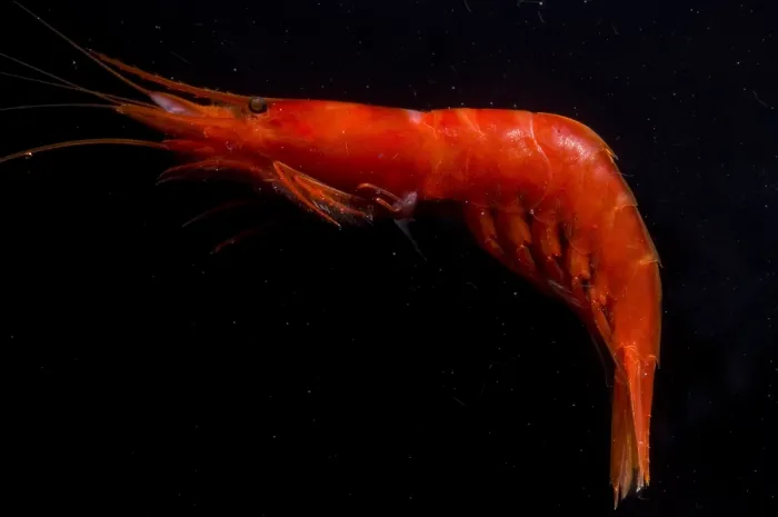 Framed Print : Deep Sea Prawn Framed Print : Deep Sea Prawn