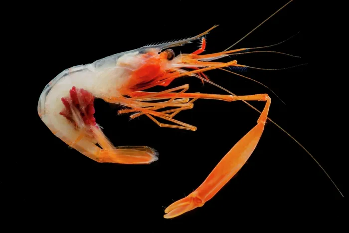 Framed Print : Deep Sea Shrimp (Bathypalaemonella serratipalma) Framed Print : Deep Sea Shrimp (Bathypalaemonella serratipalma)