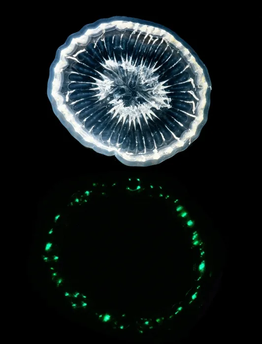 Framed Print : Deep-Water Bioluminescent Jellyfish Framed Print : Deep-Water Bioluminescent Jellyfish