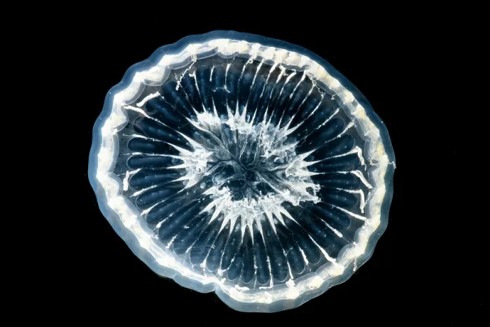 Framed Print : Deep-Water Bioluminescent Jellyfish Framed Print : Deep-Water Bioluminescent Jellyfish