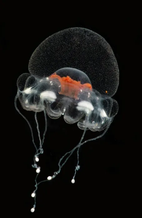 Framed Print : Deep-Water Jellyfish (Atorella cf octogonos) Framed Print : Deep-Water Jellyfish (Atorella cf octogonos)
