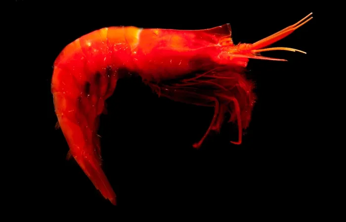 Framed Print : Deep Water Shrimp Framed Print : Deep Water Shrimp