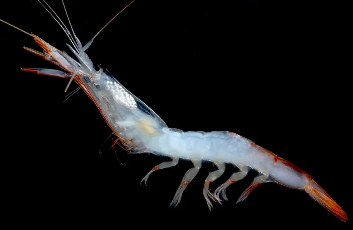Framed Print : Deep Water Shrimp Framed Print : Deep Water Shrimp