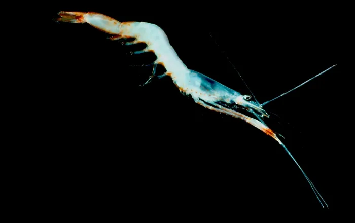 Framed Print : Deep Water Shrimp, Pasiphaeidae Framed Print : Deep Water Shrimp, Pasiphaeidae