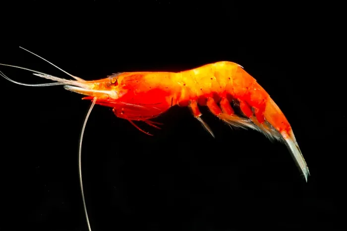 Framed Print : Deep Water Shrimp (Systellaspis debilis) Framed Print : Deep Water Shrimp (Systellaspis debilis)