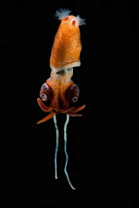 Framed Print : Deepsea Squid (Bathyteuthis sp.)