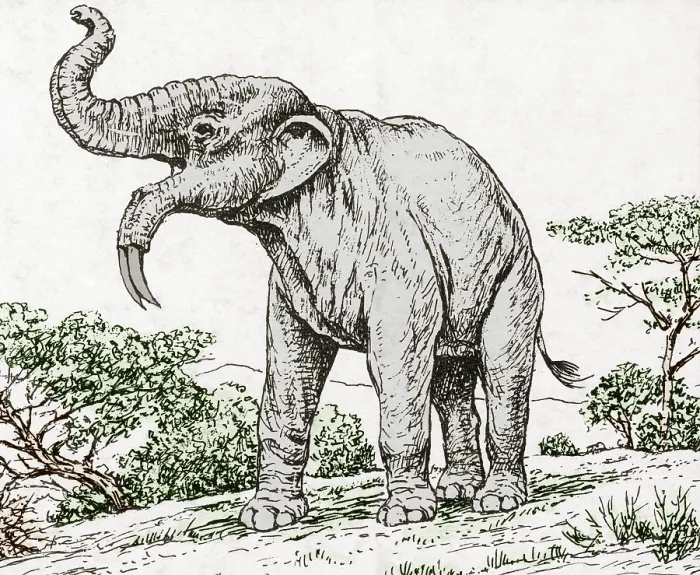 Framed Print : Deinotherium, Extinct Prehistoric Mammal Framed Print : Deinotherium, Extinct Prehistoric Mammal