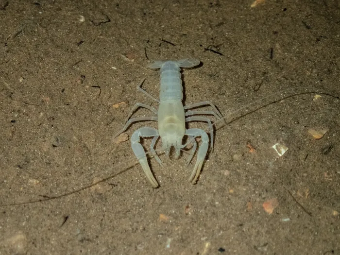 Framed Print : Delaware County Cave Crayfish (Cambarus subterraneus) Framed Print : Delaware County Cave Crayfish (Cambarus subterraneus)