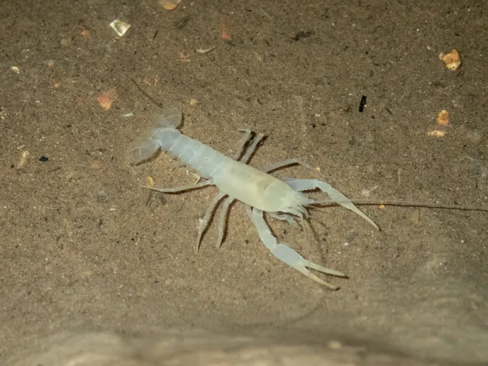 Framed Print : Delaware County Cave Crayfish (Cambarus subterraneus) Framed Print : Delaware County Cave Crayfish (Cambarus subterraneus)