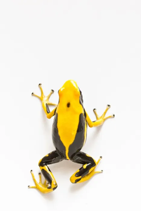 Framed Print : Dendrobates tinctorius - Matecho form Framed Print : Dendrobates tinctorius - Matecho form