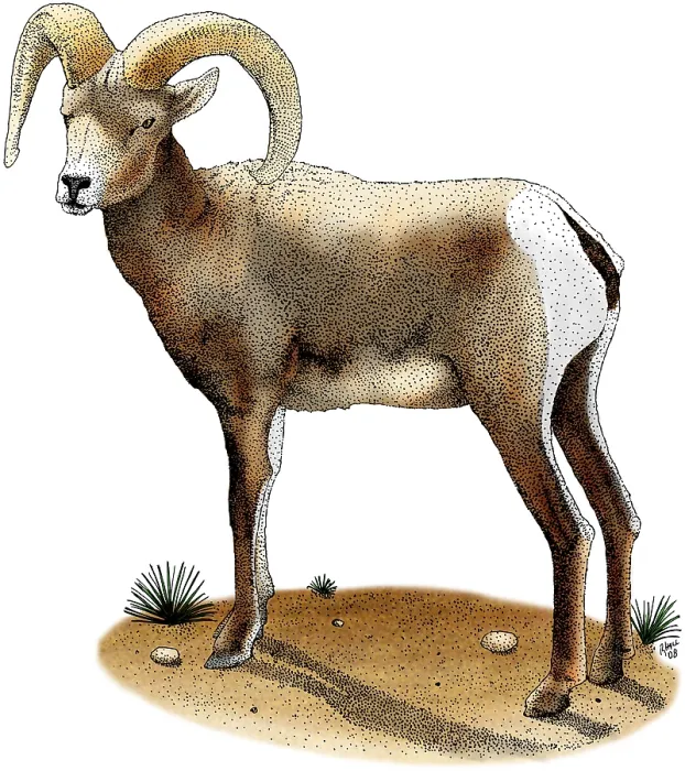 Framed Print : Desert Bighorn Sheep