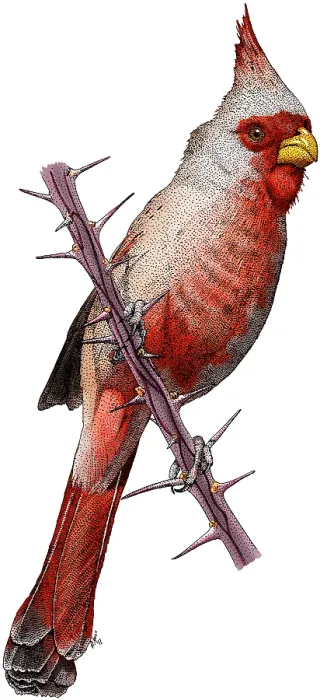 Framed Print : Desert Cardinal