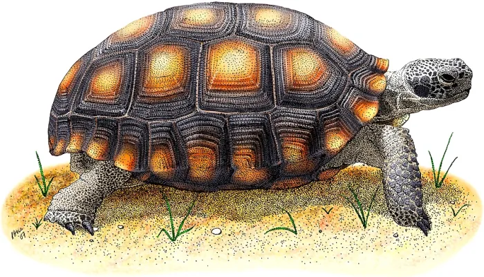 Framed Print : Desert Tortoise Framed Print : Desert Tortoise