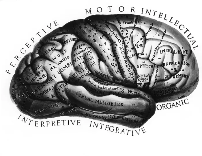 Framed Print : Diagram of Brain Functions Framed Print : Diagram of Brain Functions