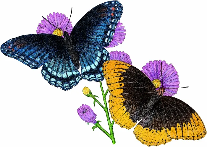 Framed Print : Diana fritillary butterflies Framed Print : Diana fritillary butterflies