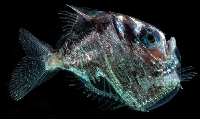 Framed Print : Diaphanous Hatchetfish (Sternoptyx diaphana)