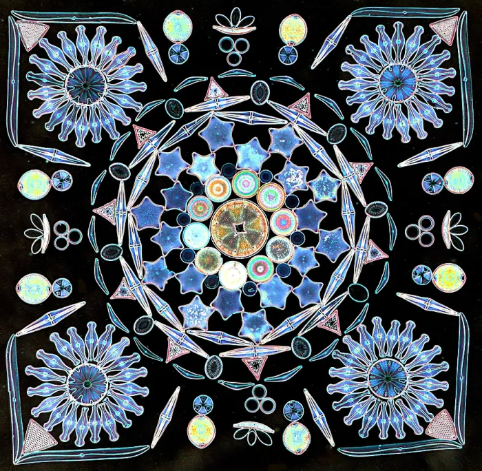 Framed Print : Diatoms under a microscope Framed Print : Diatoms under a microscope