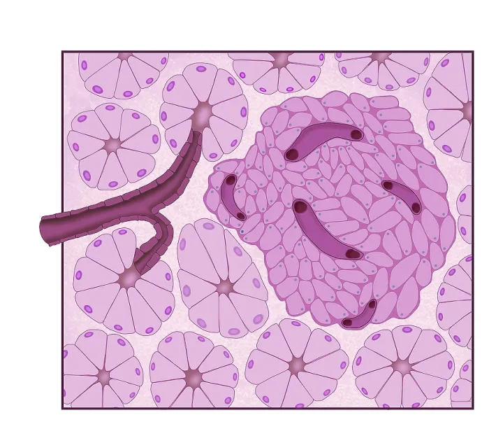 Framed Print : Digestive and Endocrine Systems, Pancreatic Islets Framed Print : Digestive and Endocrine Systems, Pancreatic Islets