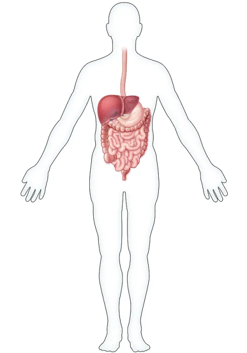 Framed Print : Digestive System, Illustration