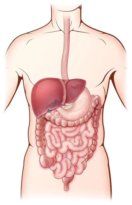 Framed Print : Digestive System, Illustration Framed Print : Digestive System, Illustration