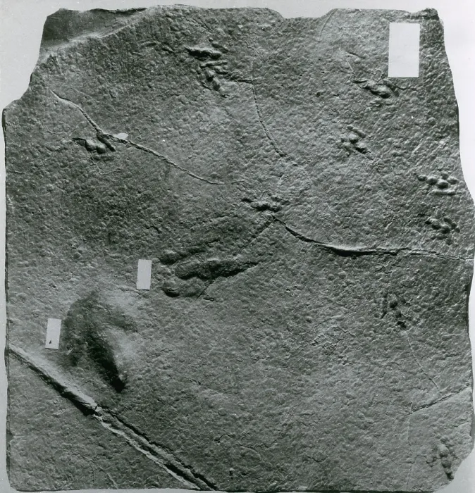 Framed Print : Dinosaur Tracks Framed Print : Dinosaur Tracks
