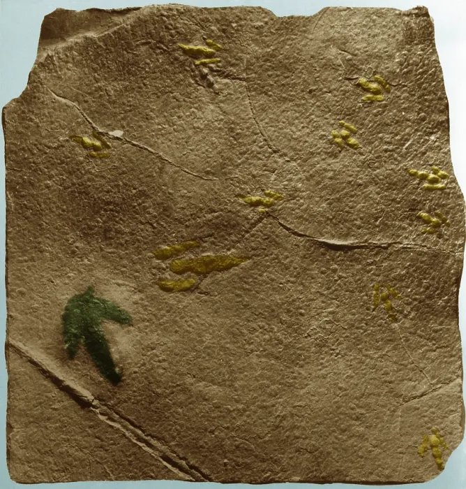 Framed Print : Dinosaur tracks Framed Print : Dinosaur tracks
