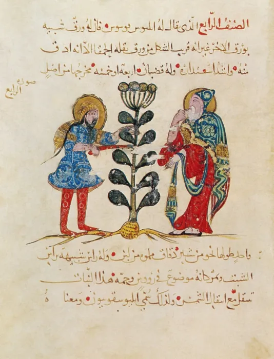 Framed Print : Dioscorides, 'De Materia Medica', 13th Century Framed Print : Dioscorides, 'De Materia Medica', 13th Century