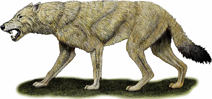 Framed Print : Dire Wolf. Dire wolf, Canis Dirus Framed Print : Dire Wolf. Dire wolf, Canis Dirus