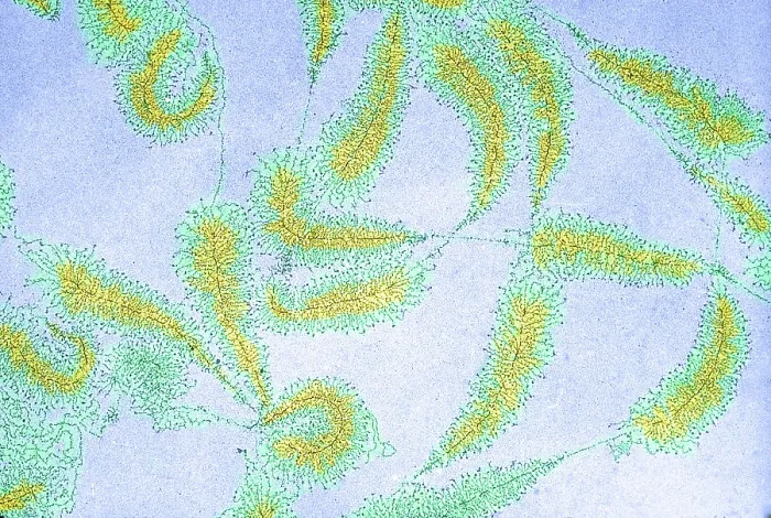 Framed Print : DNA from amphibian egg
