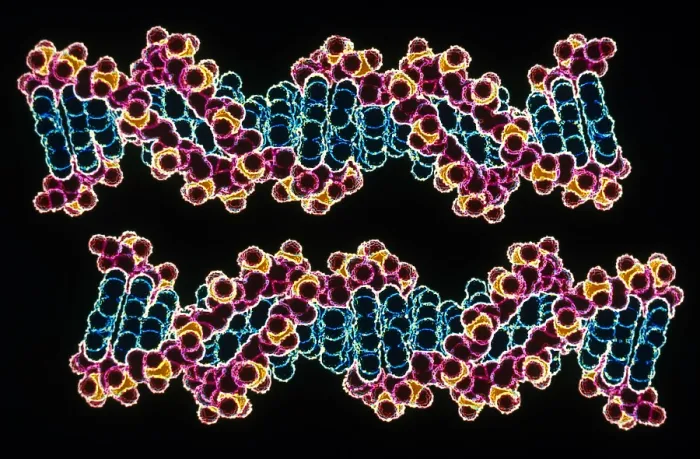 Framed Print : DNA double helixes Framed Print : DNA double helixes