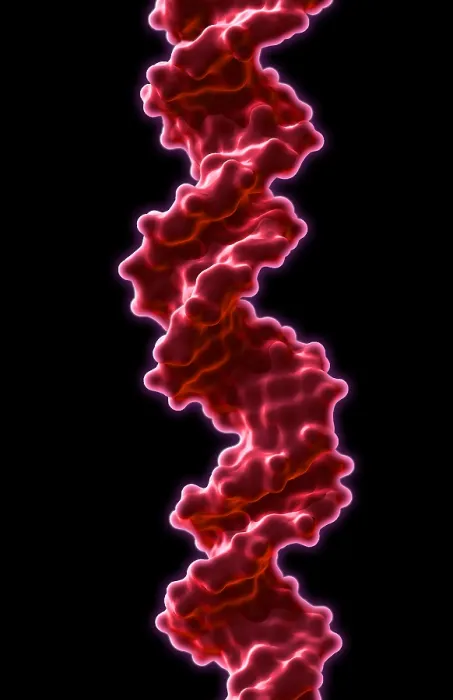 Framed Print : DNA, Molecular Model Framed Print : DNA, Molecular Model