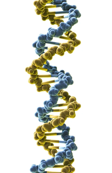 Framed Print : DNA, Molecular Model