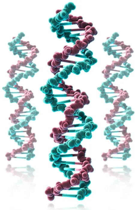 Framed Print : DNA, Molecular Model