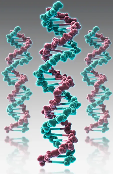 Framed Print : DNA, Molecular Model Framed Print : DNA, Molecular Model