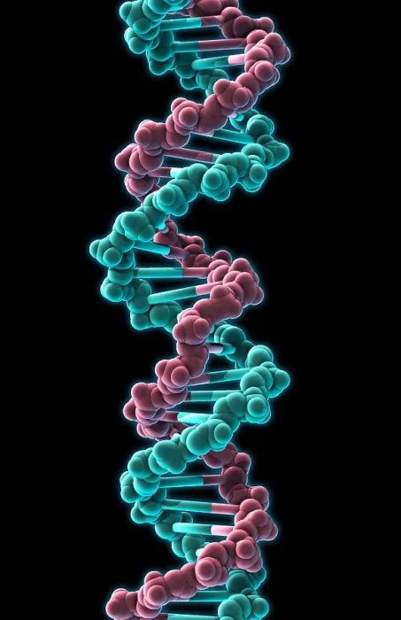 Framed Print : DNA, Molecular Model Framed Print : DNA, Molecular Model