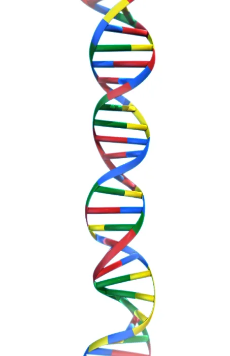 Framed Print : DNA, Ribbon Model