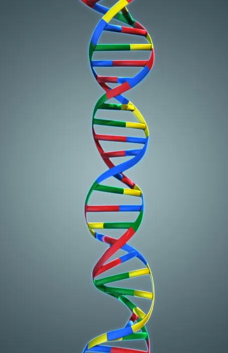 Framed Print : DNA, Ribbon Model Framed Print : DNA, Ribbon Model