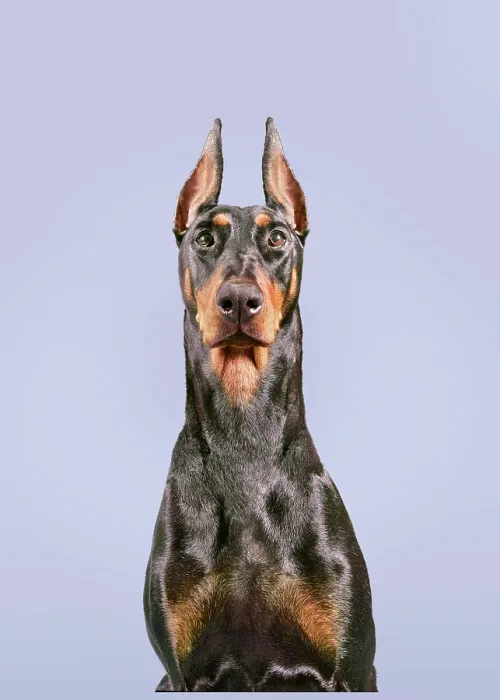 Framed Print : Doberman Framed Print : Doberman