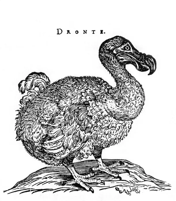 Framed Print : Dodo Bird. The Dodo is an extinct flightless bird Framed Print : Dodo Bird. The Dodo is an extinct flightless bird