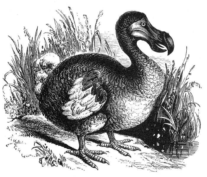 Framed Print : Dodo. The Dodo is an extinct flightless bird Framed Print : Dodo. The Dodo is an extinct flightless bird
