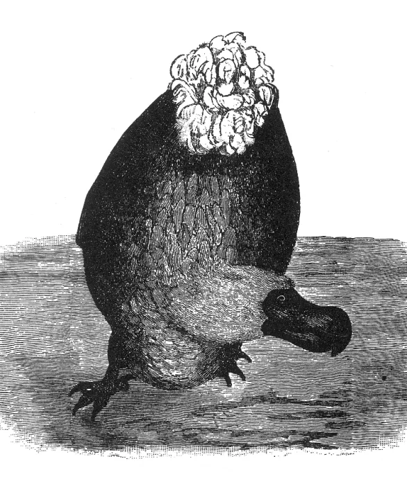 Framed Print : Dodo. The Dodo is an extinct flightless bird
