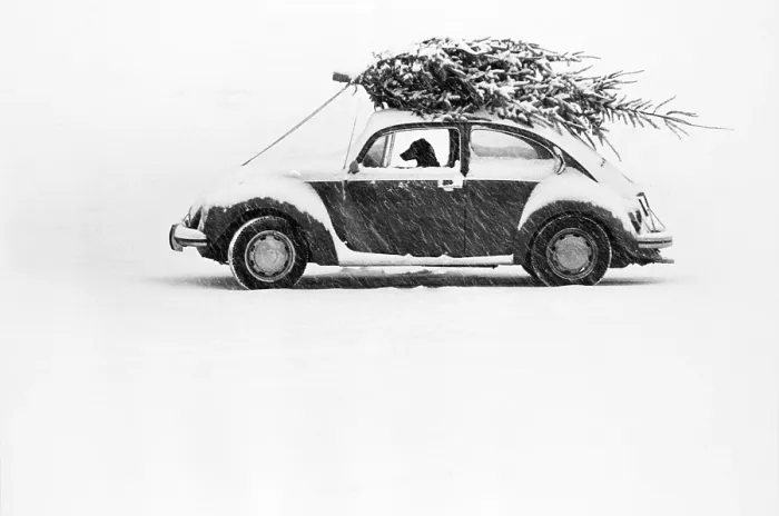 Framed Print : Dog in Car Framed Print : Dog in Car